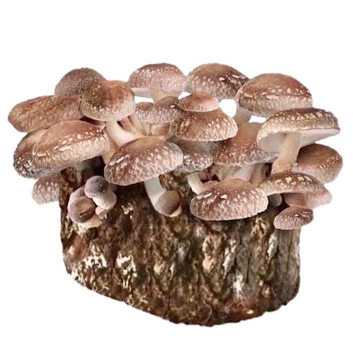 North Spore Organic Shiitake Mushroom Grow Kit Fruiting Block - BetterGrow Hydro