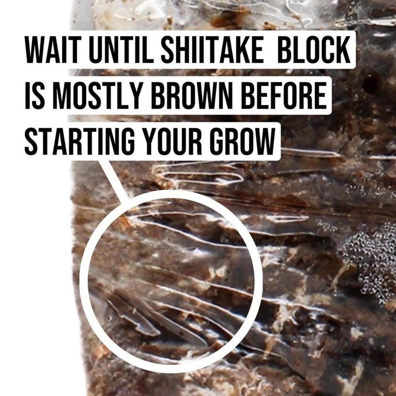 North Spore Organic Shiitake Mushroom Grow Kit Fruiting Block - BetterGrow Hydro