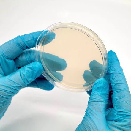 North Spore Pre - Poured Sterile Agar Plates - 10 pk - BetterGrow Hydro