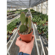Opuntia 'Microdasys' (Bunny Ear Cactus) - BetterGrow Hydro