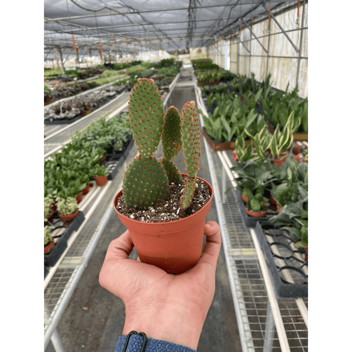 Opuntia 'Microdasys' (Bunny Ear Cactus) - BetterGrow Hydro
