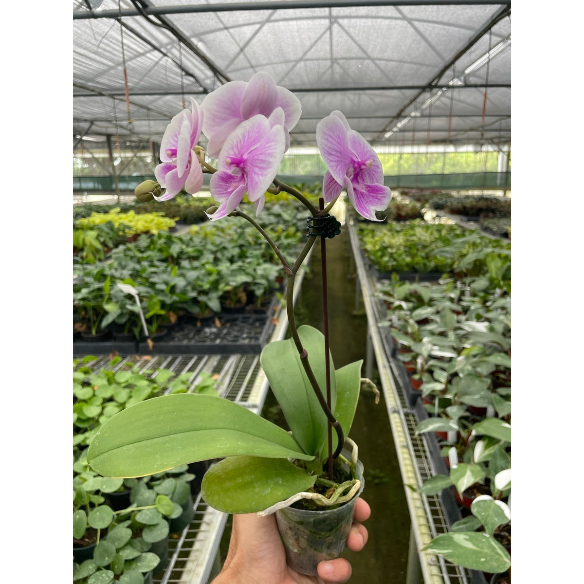 Orchid 'Light Pink Phalaenopsis' - BetterGrow Hydro