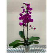 Orchid 'Purple Phalaenopsis' - BetterGrow Hydro