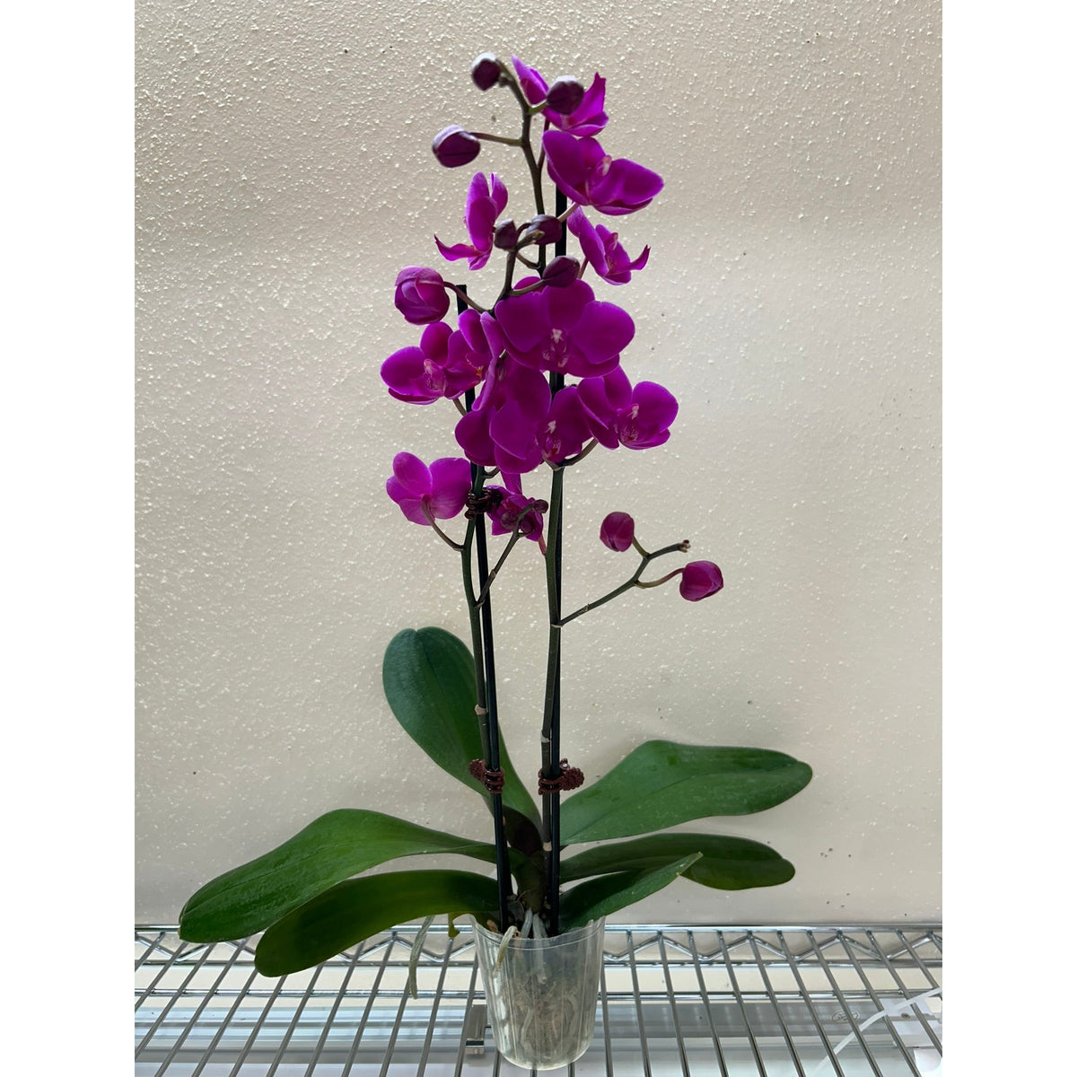 Orchid 'Purple Phalaenopsis' - BetterGrow Hydro
