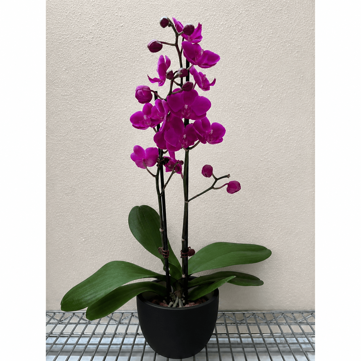 Orchid 'Purple Phalaenopsis' - BetterGrow Hydro