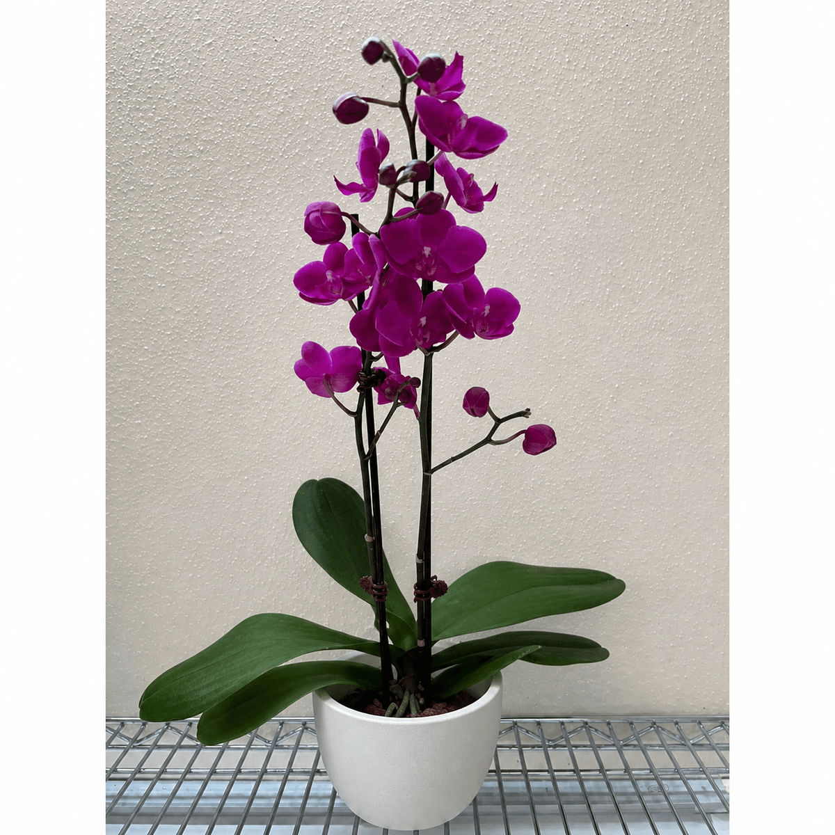 Orchid 'Purple Phalaenopsis' - BetterGrow Hydro