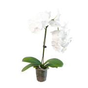 Orchid 'White Phalaenopsis' - BetterGrow Hydro