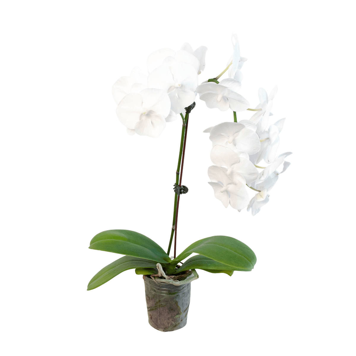 Orchid 'White Phalaenopsis' - BetterGrow Hydro