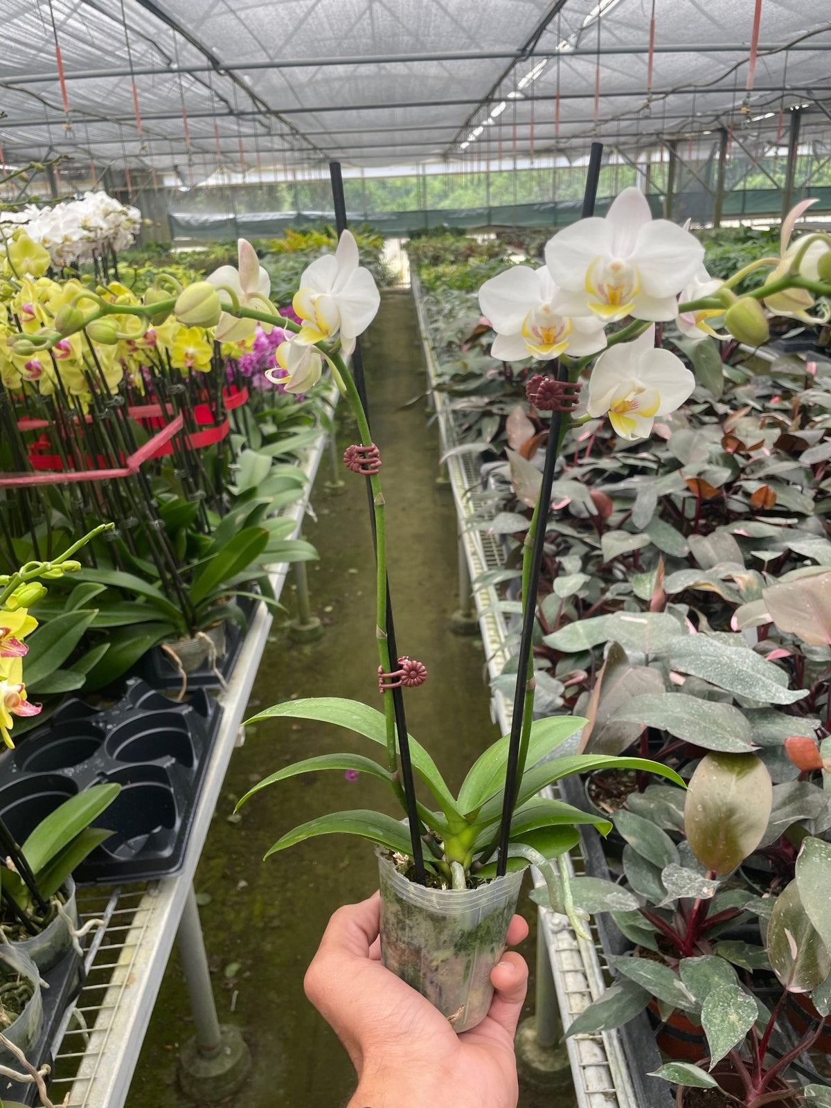 Orchid 'White Phalaenopsis' - BetterGrow Hydro