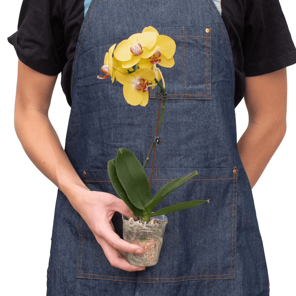 Orchid 'Yellow Phalaenopsis' - BetterGrow Hydro
