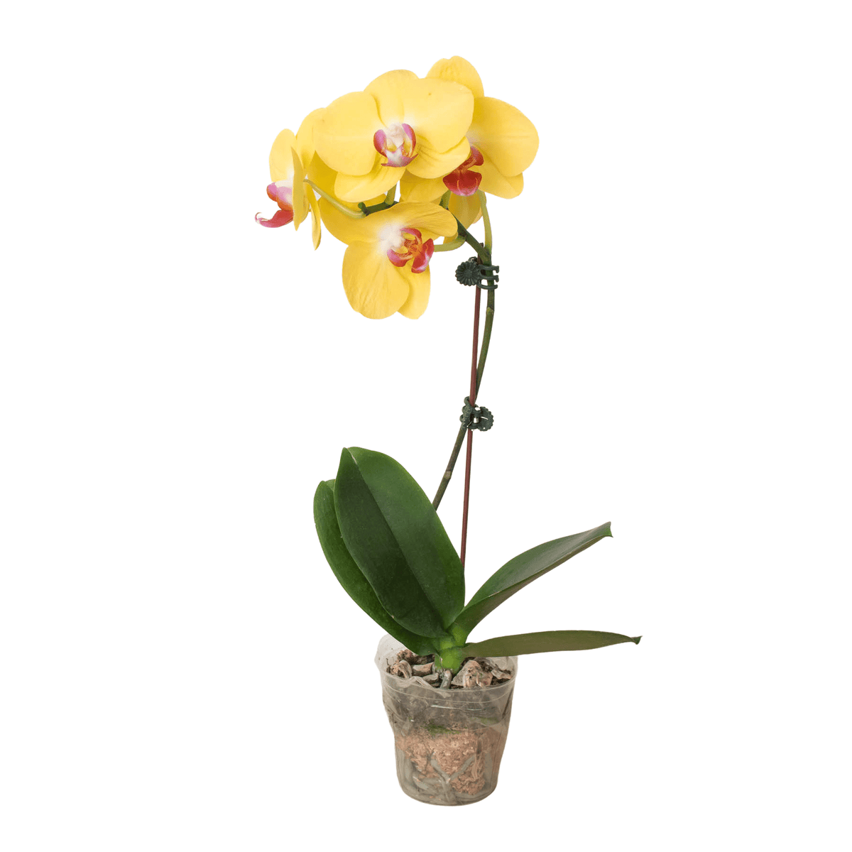 Orchid 'Yellow Phalaenopsis' - BetterGrow Hydro