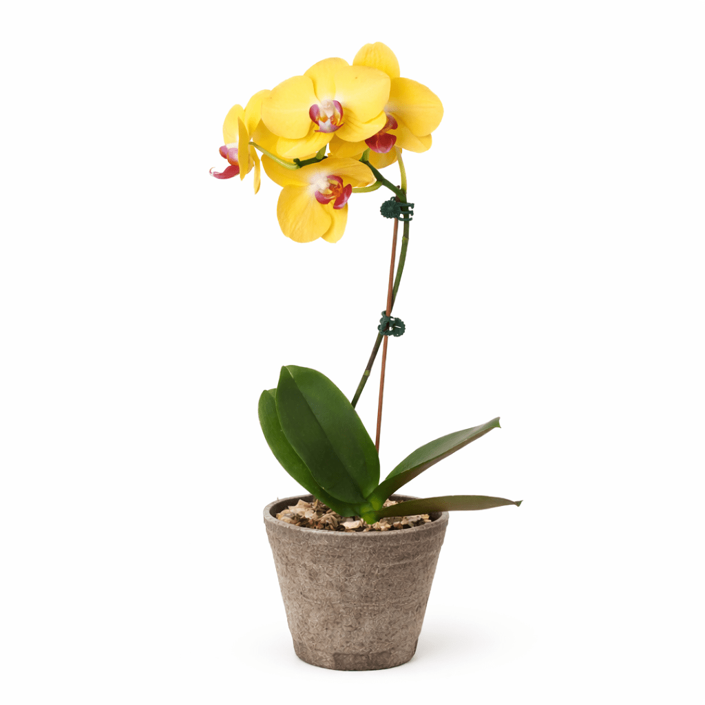 Orchid 'Yellow Phalaenopsis' - BetterGrow Hydro