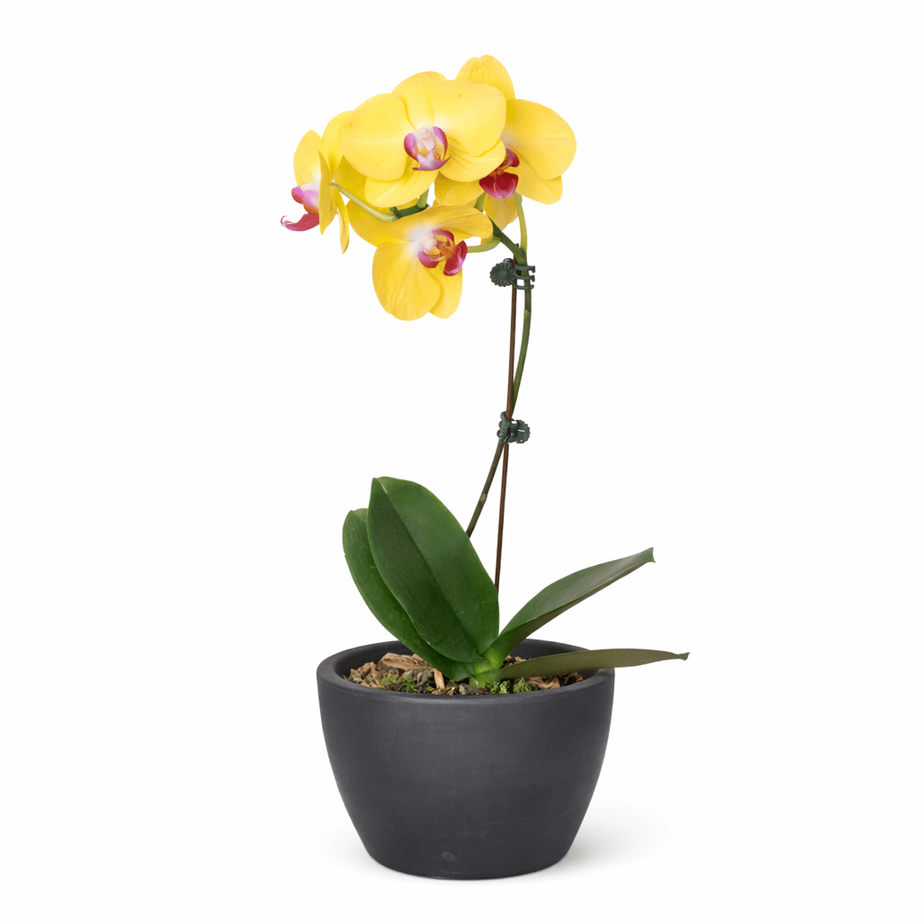 Orchid 'Yellow Phalaenopsis' - BetterGrow Hydro