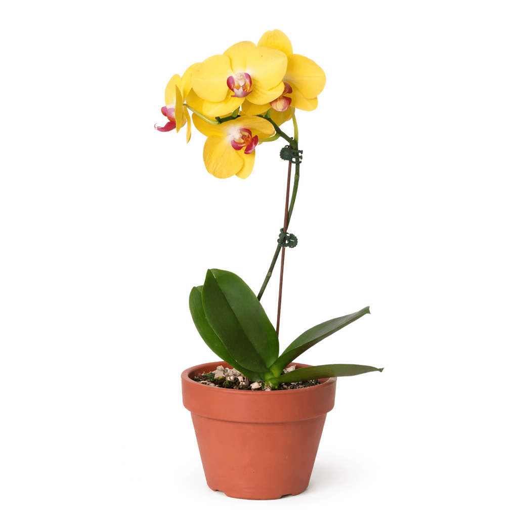 Orchid 'Yellow Phalaenopsis' - BetterGrow Hydro