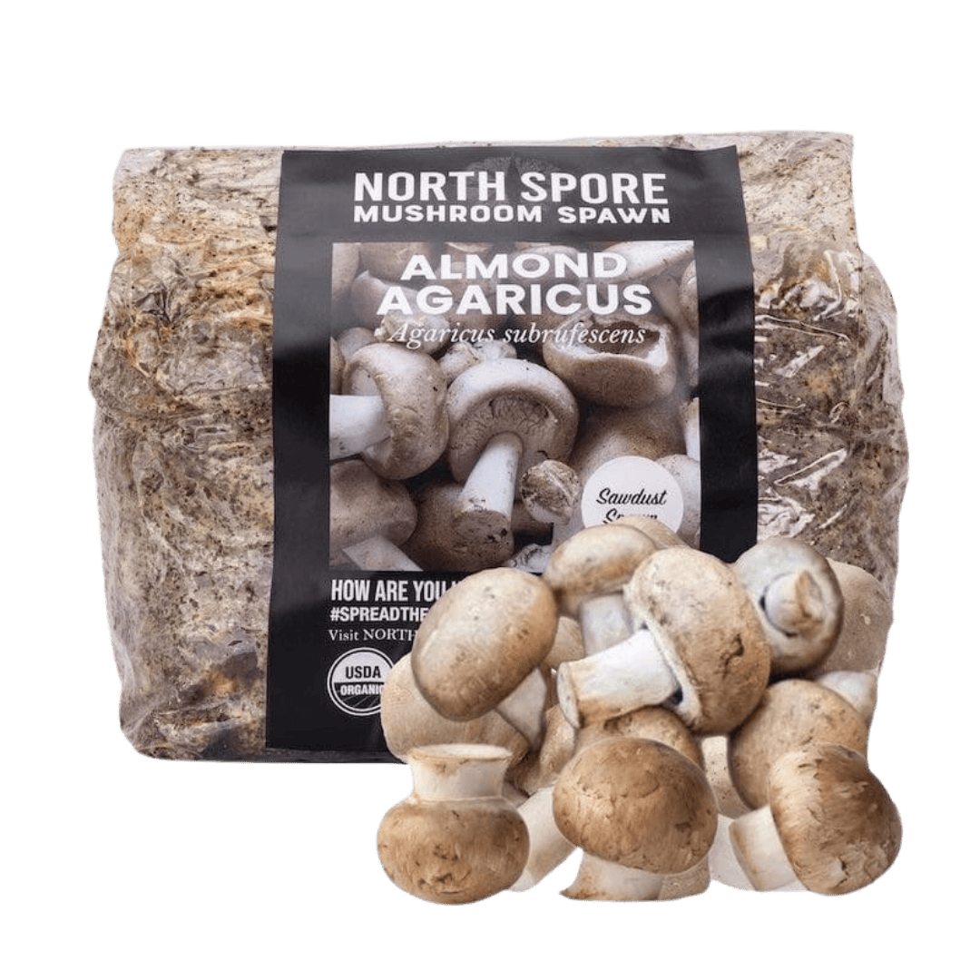 Organic Almond Agaricus Mushroom Sawdust Spawn - BetterGrow Hydro