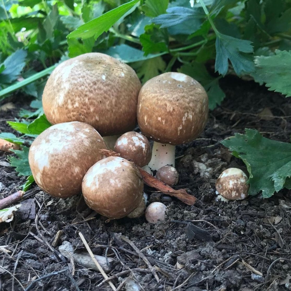 Organic Almond Agaricus Mushroom Sawdust Spawn - BetterGrow Hydro