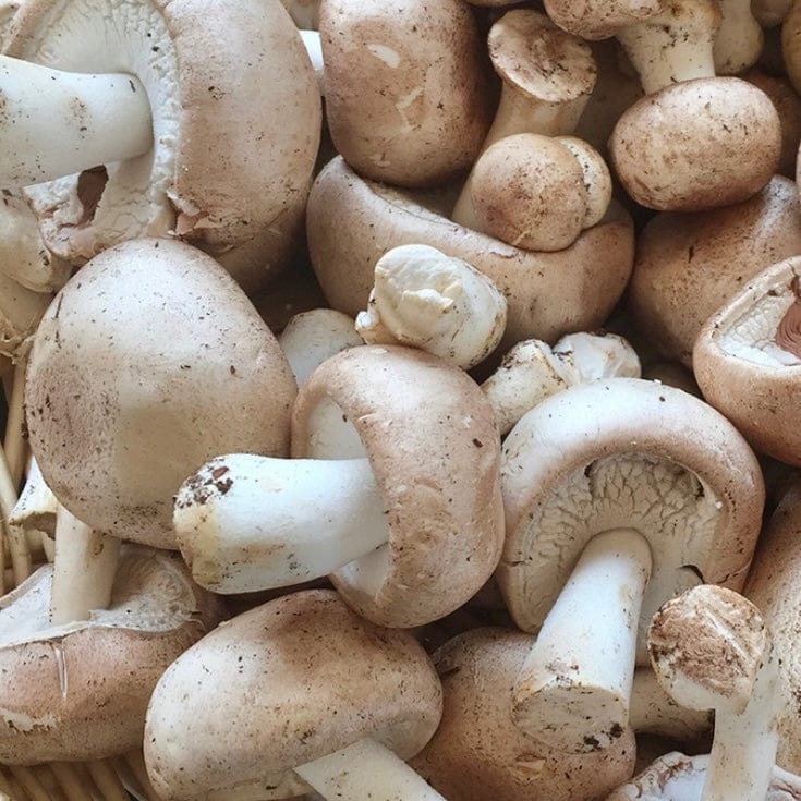 Organic Almond Agaricus Mushroom Sawdust Spawn - BetterGrow Hydro