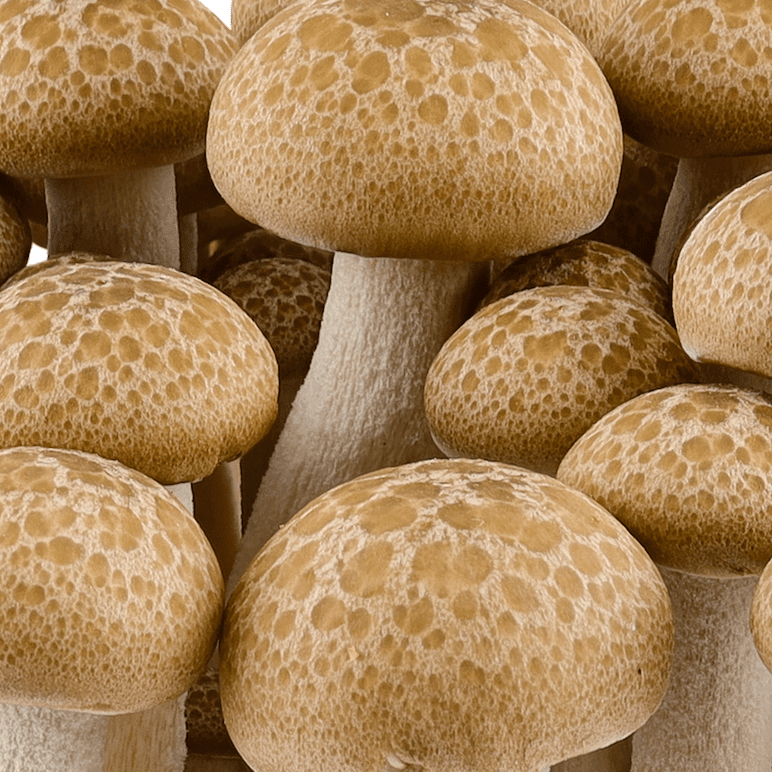 Organic Beech Mushroom Grain Spawn - BetterGrow Hydro