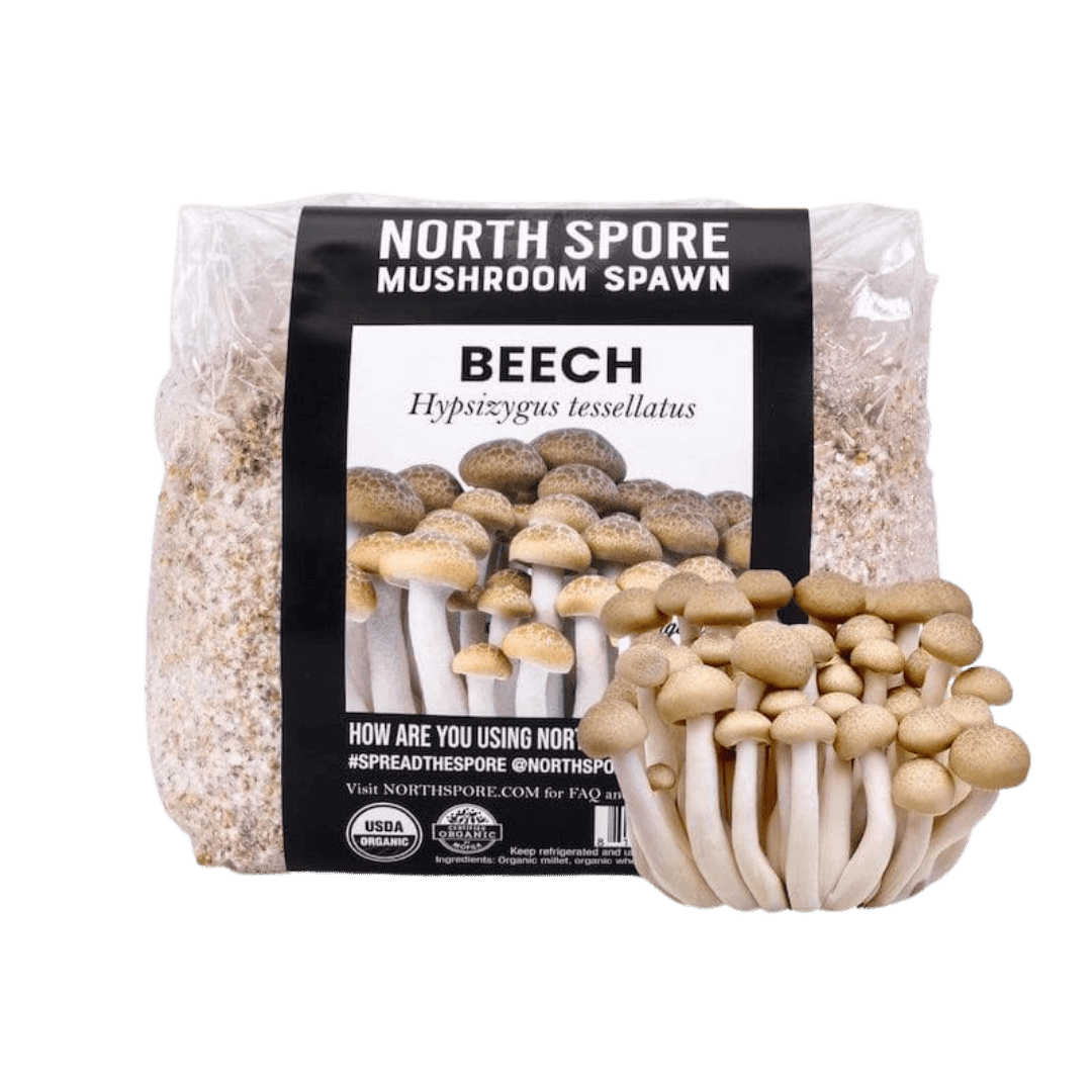 Organic Beech Mushroom Grain Spawn - BetterGrow Hydro