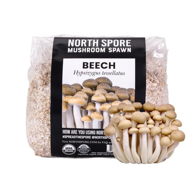 Organic Beech Mushroom Grain Spawn - BetterGrow Hydro