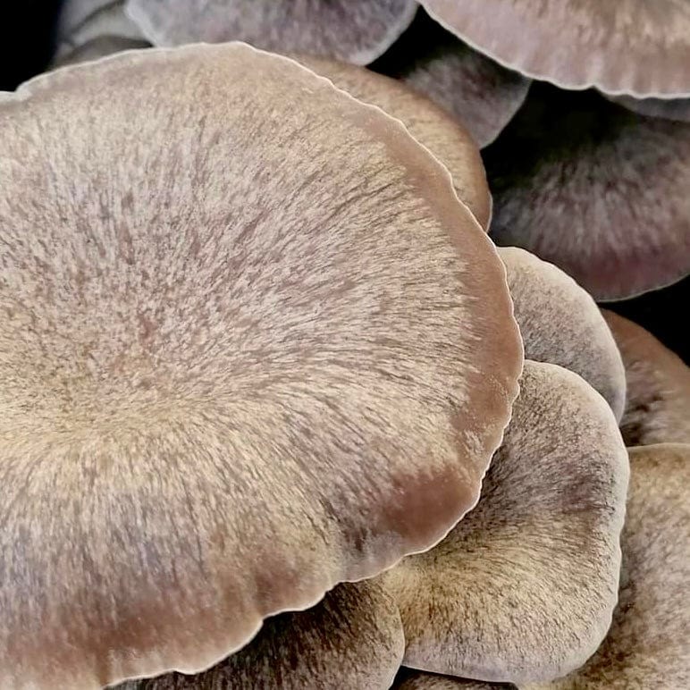 Organic Black King Mushroom Grain Spawn - BetterGrow Hydro