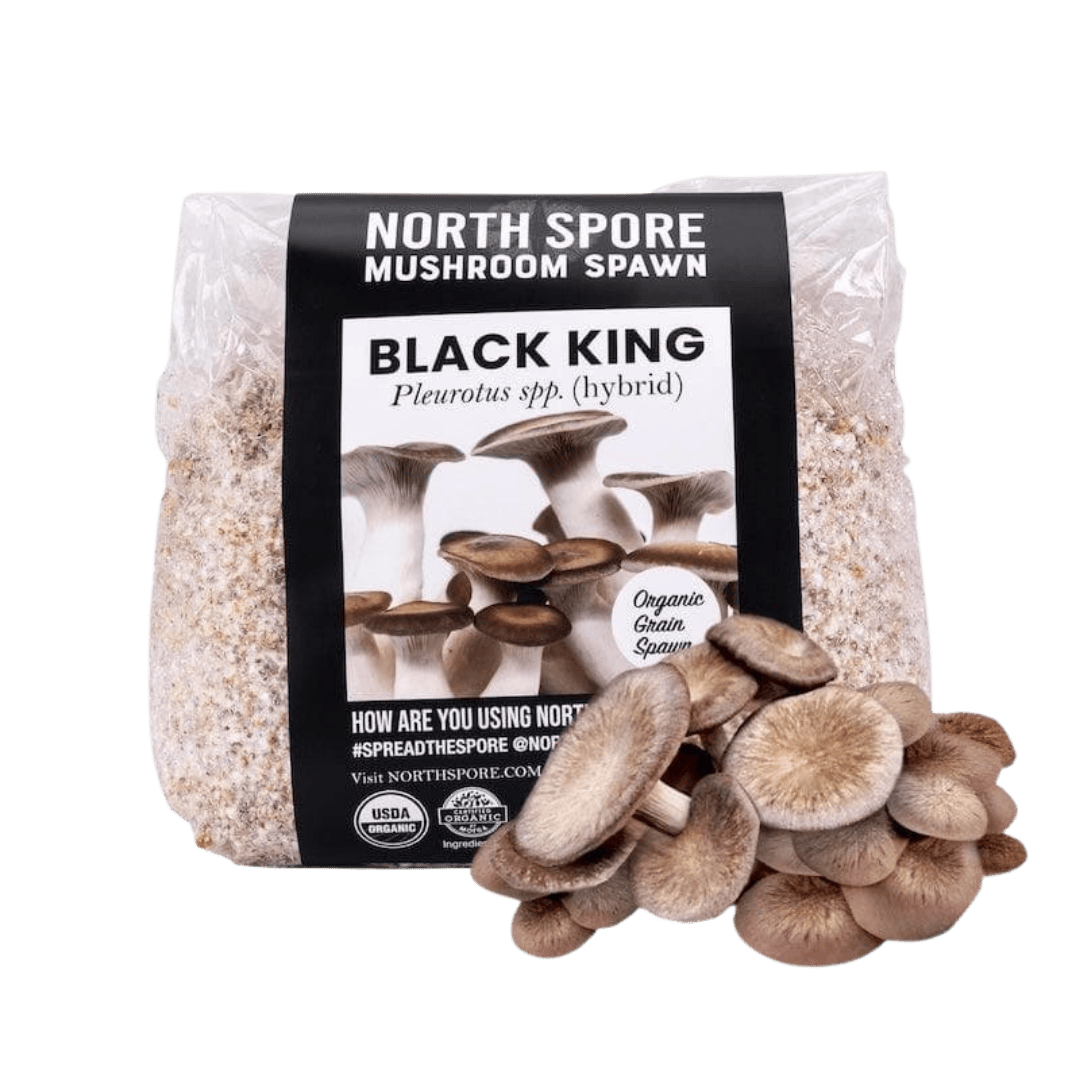Organic Black King Mushroom Grain Spawn - BetterGrow Hydro