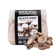 Organic Black King Mushroom Grain Spawn - BetterGrow Hydro