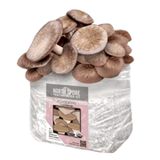 Organic Black King Mushroom Grow Kit Fruiting Block - BetterGrow Hydro