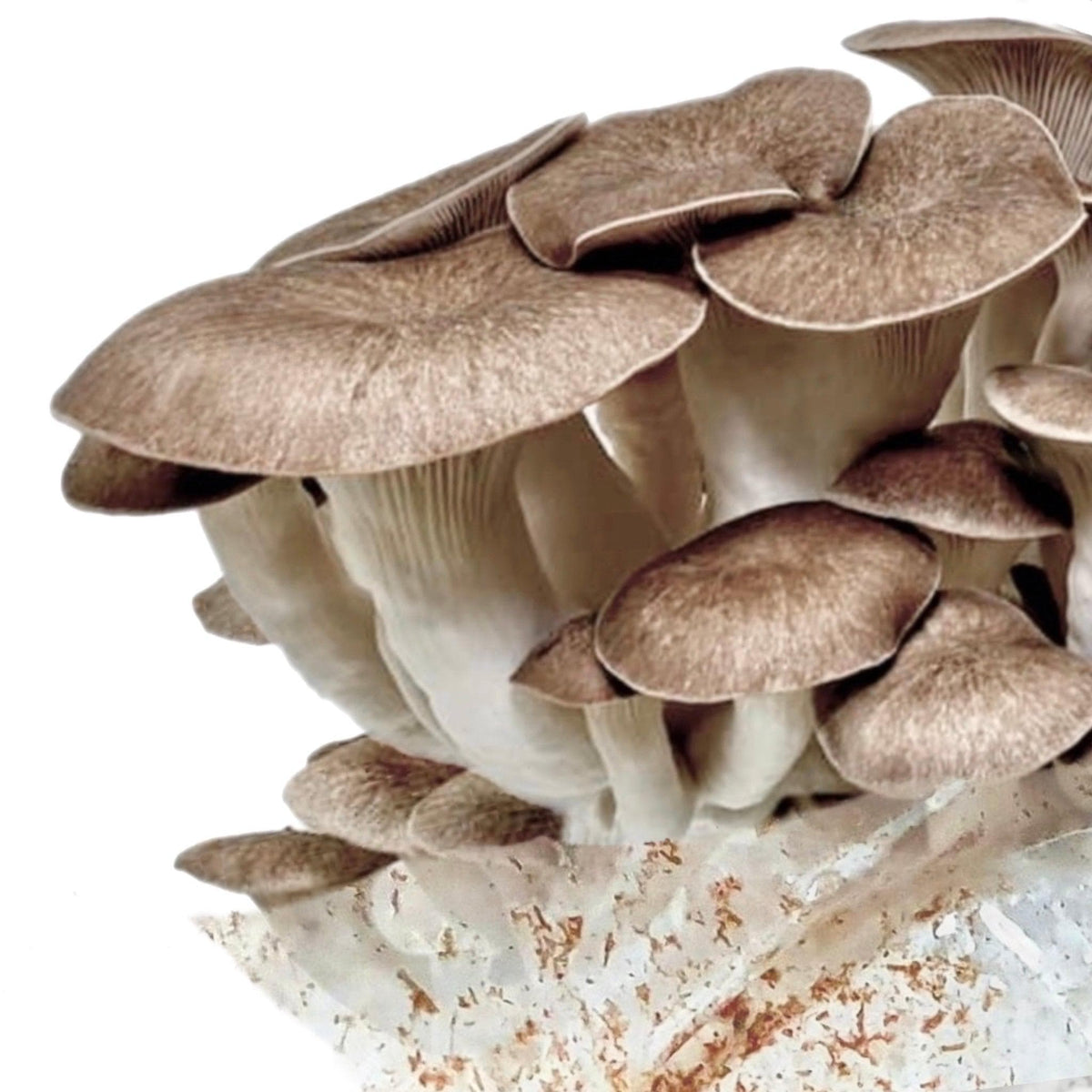 Organic Black King Mushroom Grow Kit Fruiting Block - BetterGrow Hydro