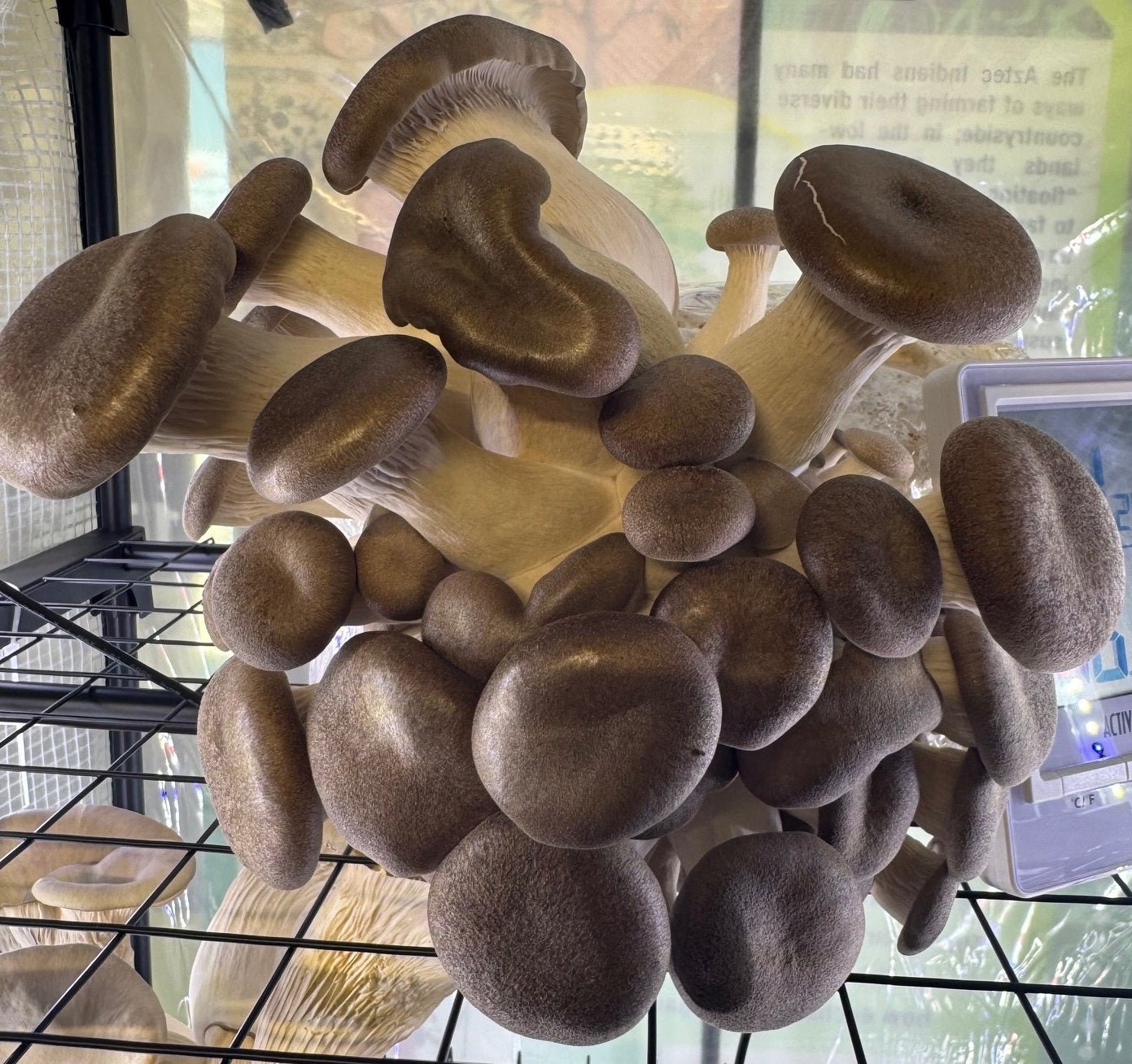 Organic Black Pearl Trumpet Mushroom Grow Kit Fruiting Block - BetterGrow Hydro