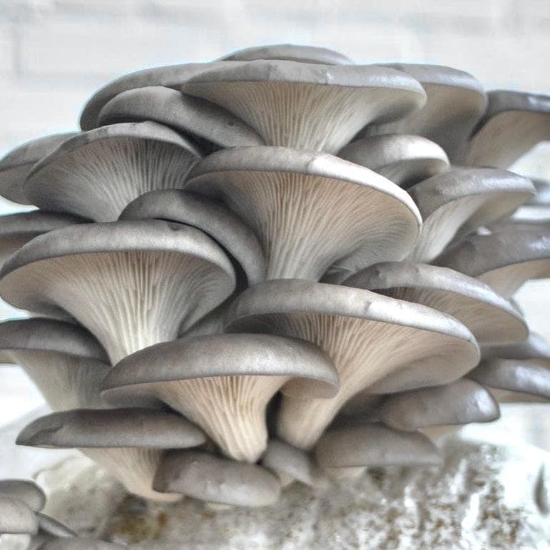 Organic Blue Oyster Mushroom Fruiting Block - BetterGrow Hydro