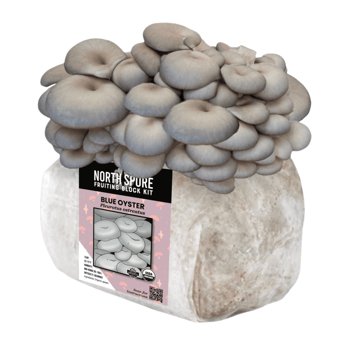 Organic Blue Oyster Mushroom Fruiting Block - BetterGrow Hydro