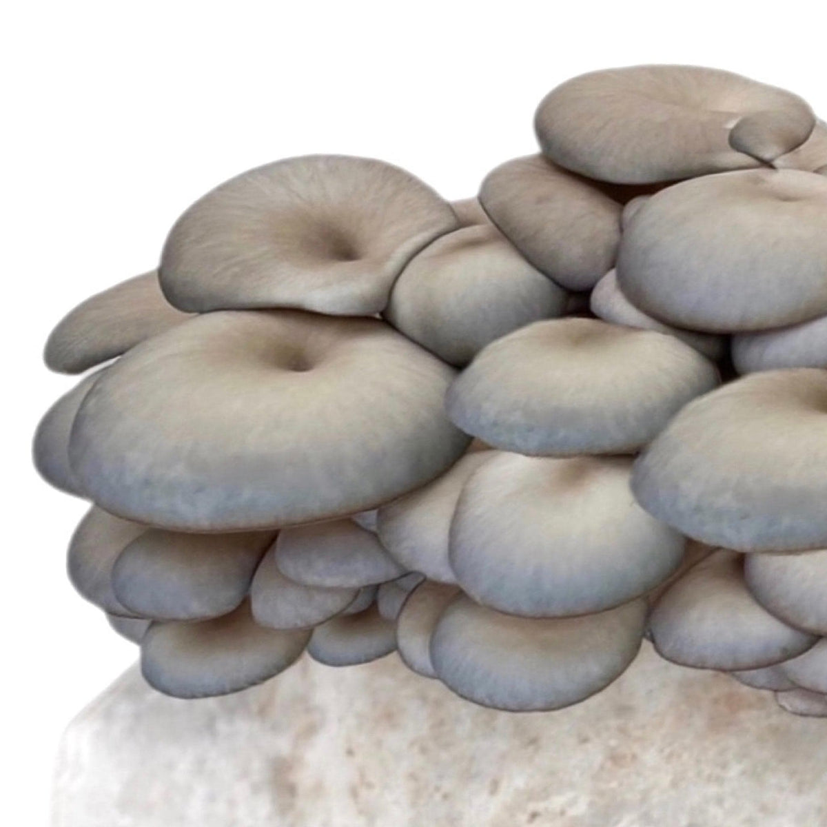 Organic Blue Oyster Mushroom Fruiting Block - BetterGrow Hydro