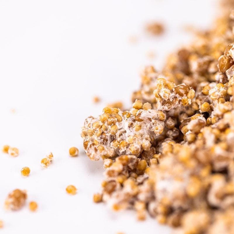 Organic Blue Oyster Mushroom Grain Spawn - BetterGrow Hydro