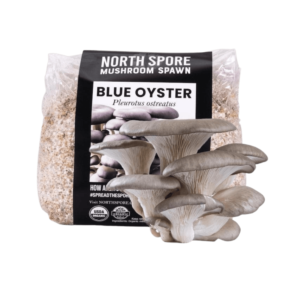 Organic Blue Oyster Mushroom Grain Spawn - BetterGrow Hydro