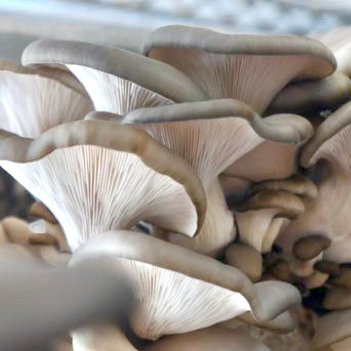 Organic Blue Oyster Mushroom Grain Spawn - BetterGrow Hydro