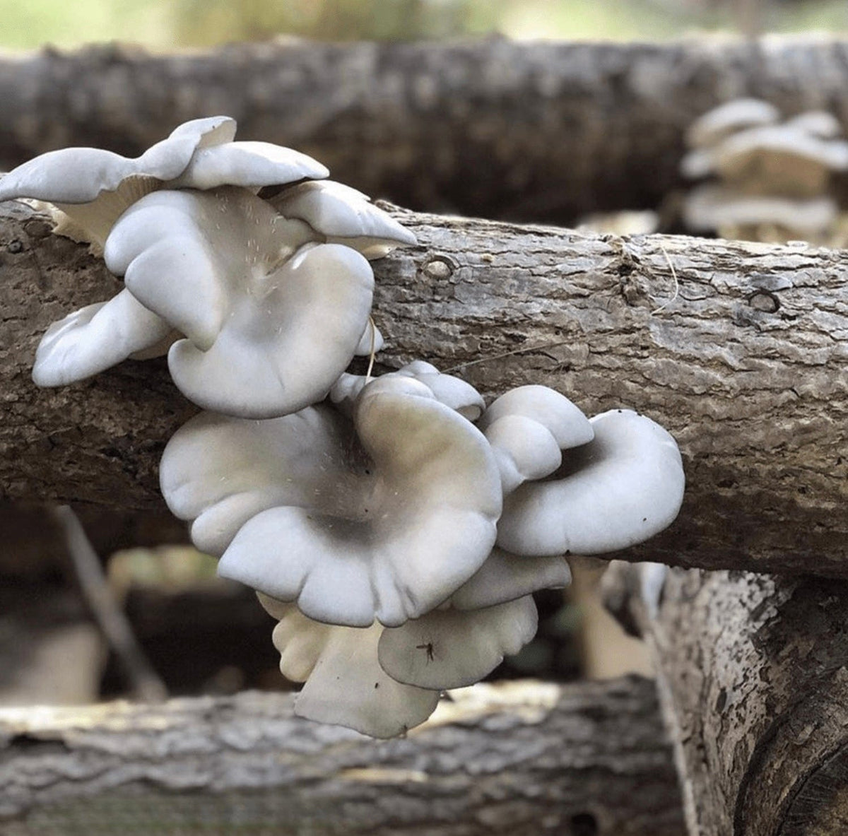 Organic Blue Oyster Mushroom Plug Spawn - BetterGrow Hydro