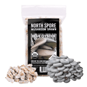 Organic Blue Oyster Mushroom Plug Spawn - BetterGrow Hydro