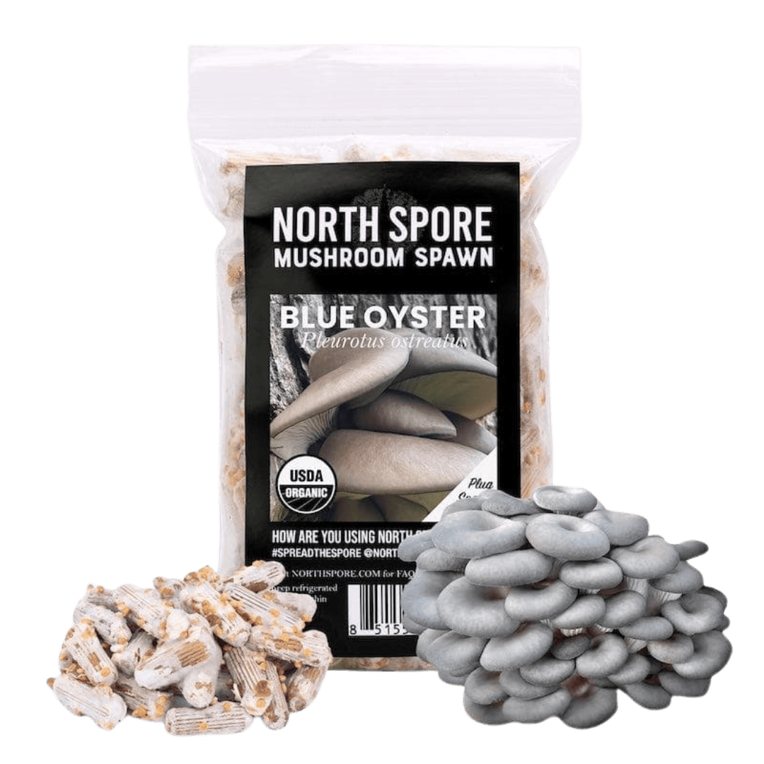 Organic Blue Oyster Mushroom Plug Spawn - BetterGrow Hydro