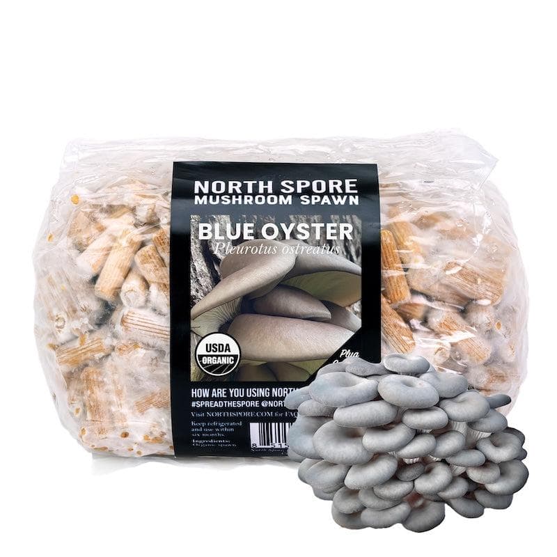 Organic Blue Oyster Mushroom Plug Spawn - BetterGrow Hydro