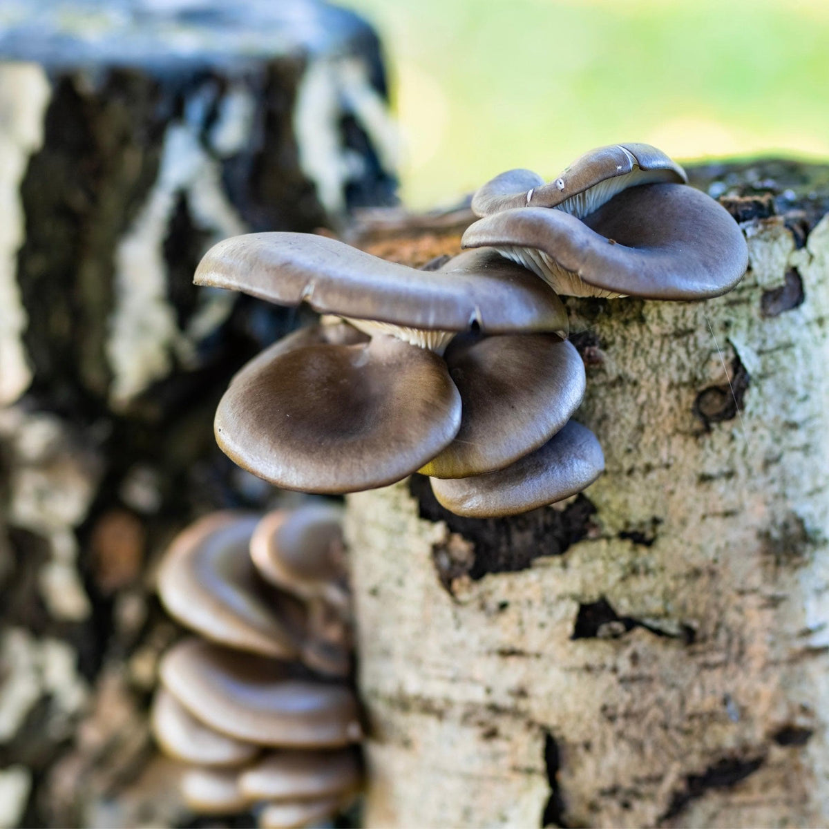 Organic Blue Oyster Mushroom Sawdust Spawn - BetterGrow Hydro