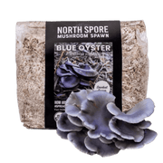 Organic Blue Oyster Mushroom Sawdust Spawn - BetterGrow Hydro