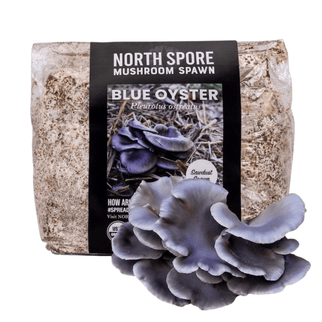 Organic Blue Oyster Mushroom Sawdust Spawn - BetterGrow Hydro