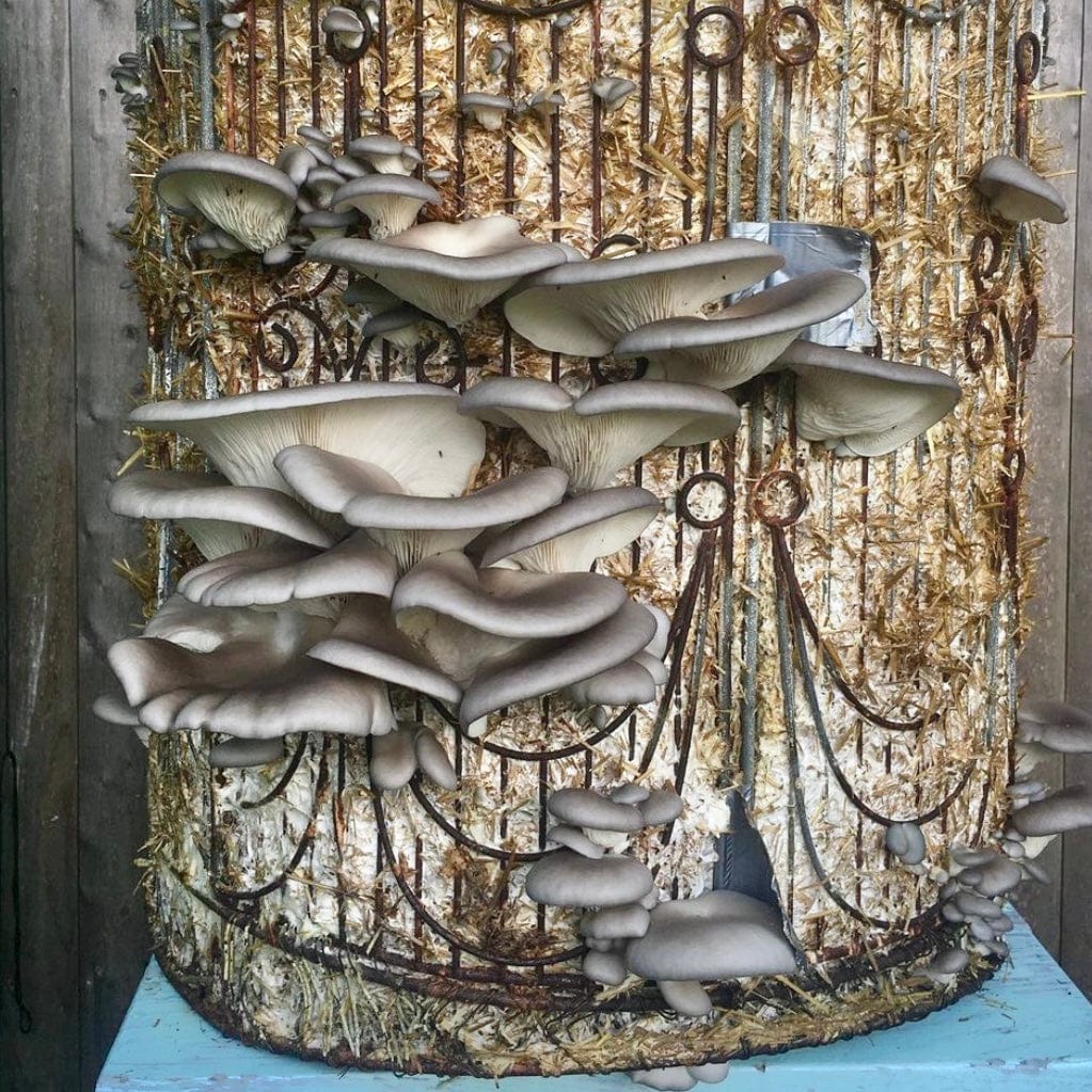 Organic Blue Oyster Mushroom Sawdust Spawn - BetterGrow Hydro