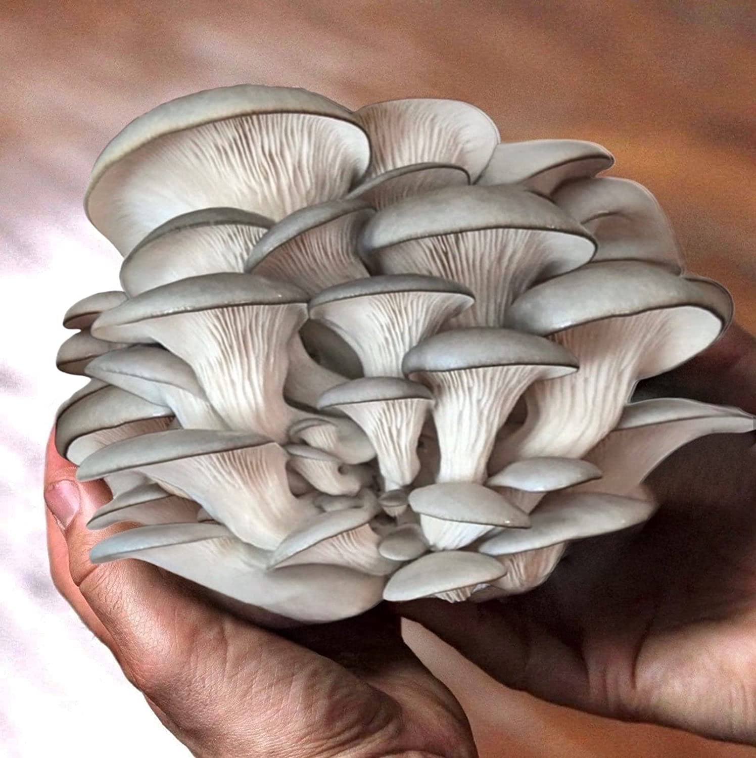 Organic Blue Oyster ‘Spray & Grow’ Mushroom Growing Kit - BetterGrow Hydro