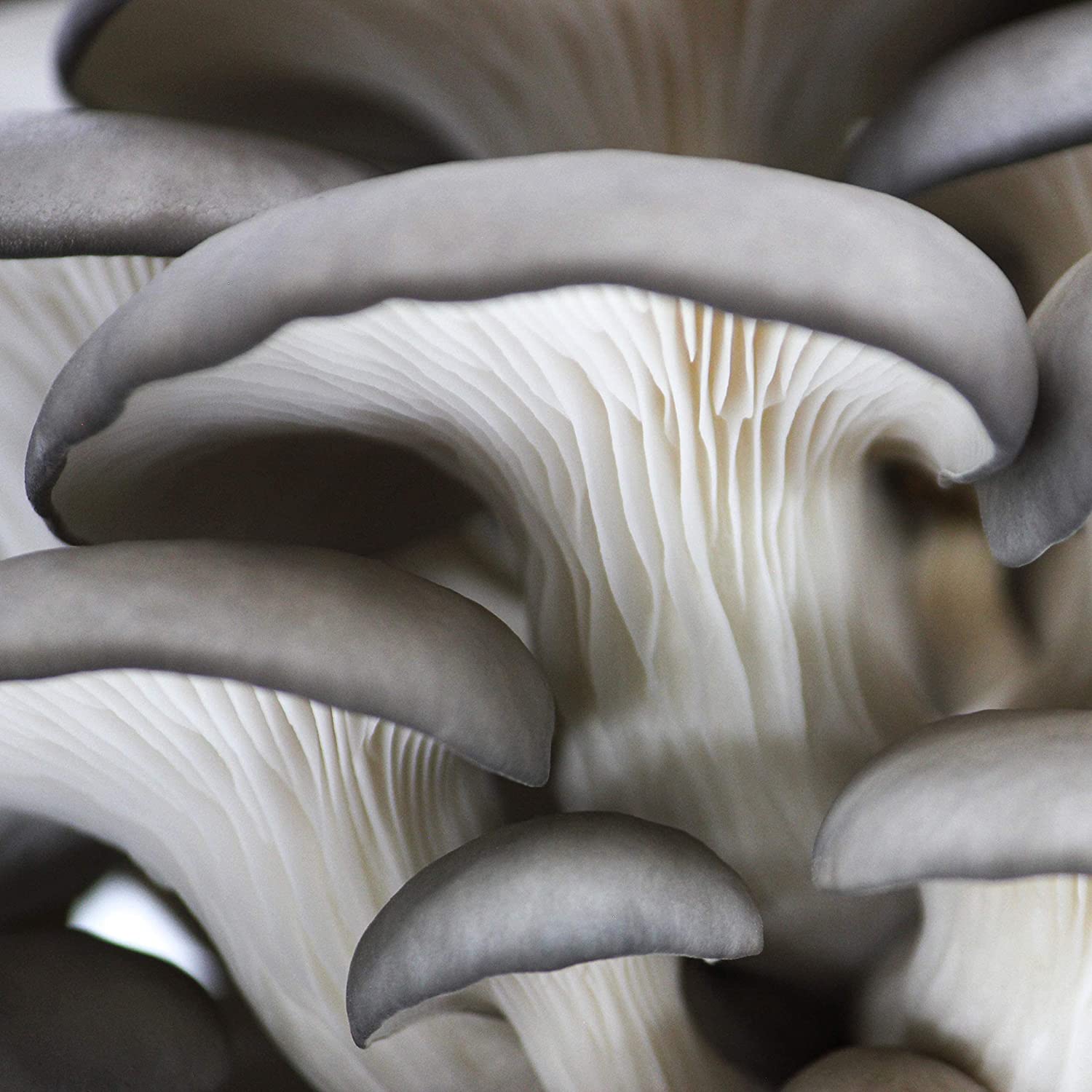 Organic Blue Oyster ‘Spray & Grow’ Mushroom Growing Kit - BetterGrow Hydro