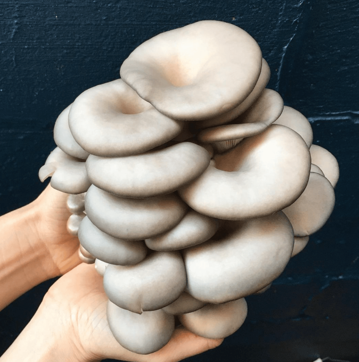Organic Blue Oyster ‘Spray & Grow’ Mushroom Growing Kit - BetterGrow Hydro