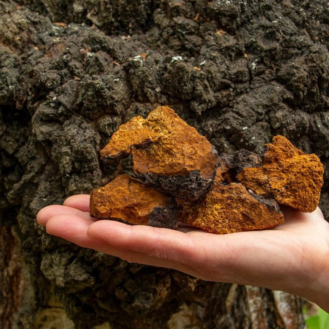 Organic Chaga Mushroom Tincture - BetterGrow Hydro