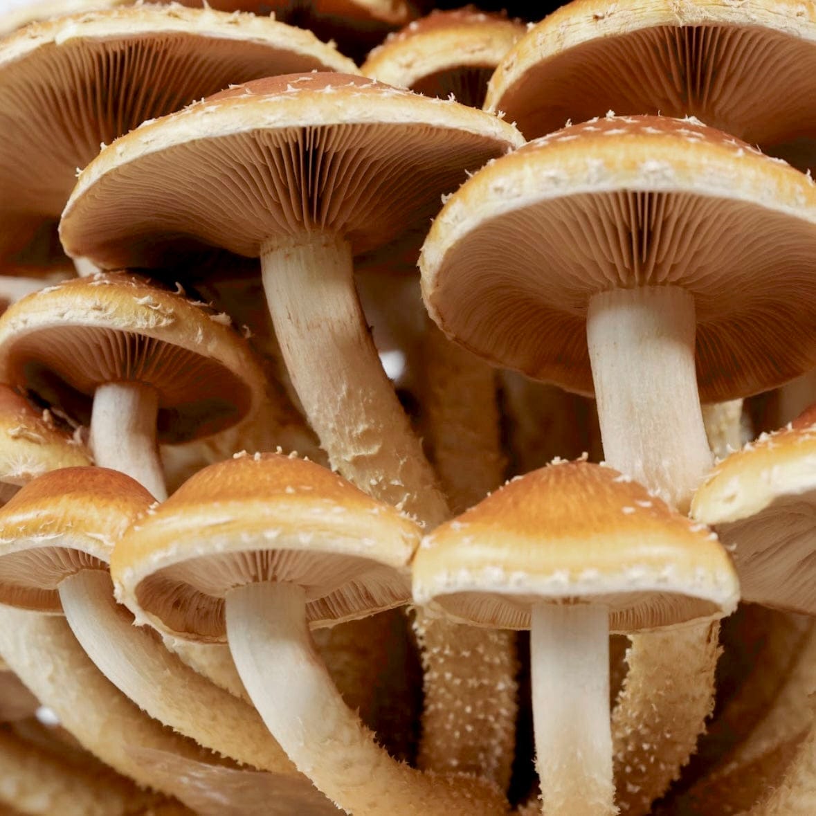 Organic Chestnut Mushroom Grain Spawn - BetterGrow Hydro