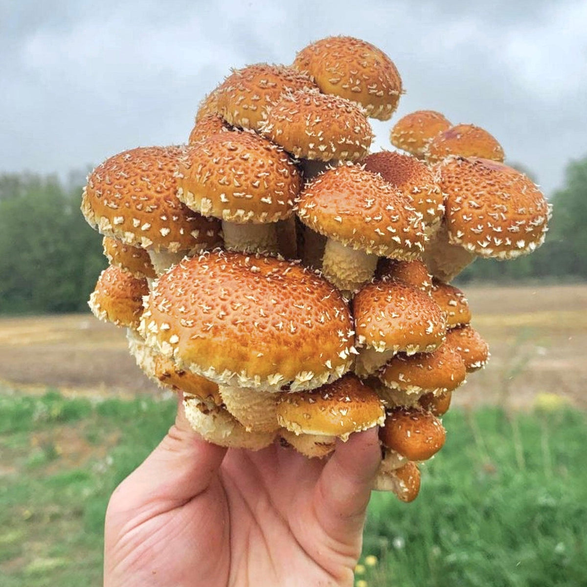 Organic Chestnut Mushroom Grain Spawn - BetterGrow Hydro